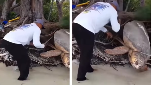 आदमी ने बड़ी सावधानी से जड़ काटकर कछुए को मुक्त करवाया आदमी ने बड़ी सावधानी से जड़ काटकर कछुए को मुक्त करवाया