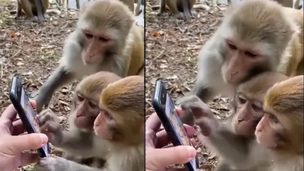 मोबाइल पर वीडियो देखकर पगलाए बंदर