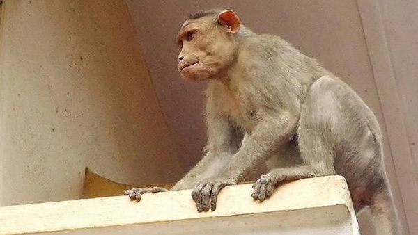 बंदरों ने 4 माह के बच्चे को तीसरी मंजिल से नीचे फेंका