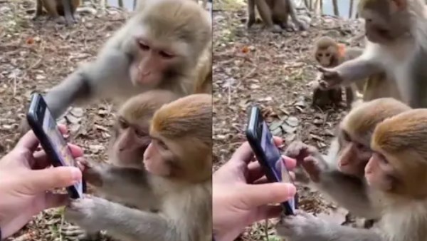 टेक सैवी बंदर