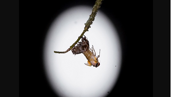 चंद्रमा का लाल होना गुस्से की निशानी! चंद्रमा का लाल होना गुस्से की निशानी!