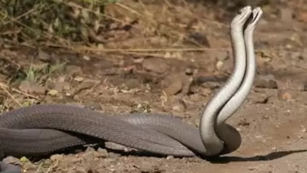 बारिश के बाद डेढ़ घंटे तक डांस करते रहे नाग नागिन