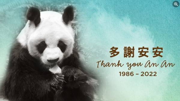 सबसे बुजुर्ग नर पांडा की मौत