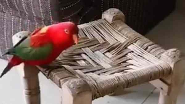 जब तोते ने की चाय की डिमांड जब तोते ने की चाय की डिमांड