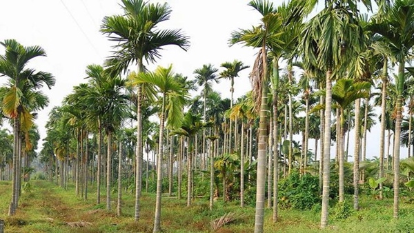 गर्मी में नारियल की रहती है डिमांड 