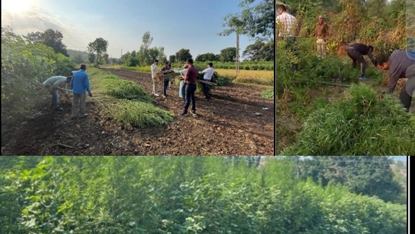 नक्सली क्षेत्रों में सबसे ज्यादा होती है गांजे की खेती नक्सली क्षेत्रों में सबसे ज्यादा होती है गांजे की खेती