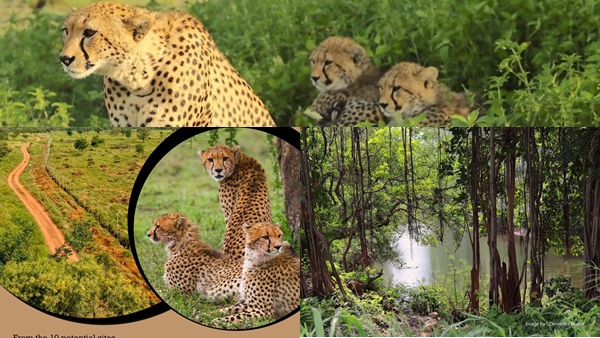 महीने भर क्वारंटाइन रहेंगे चीते, इलाका होगा हाईटेक 