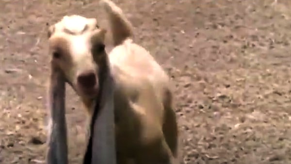 मीडिया सनसनी बन चुकी है सिम्बा मीडिया सनसनी बन चुकी है सिम्बा