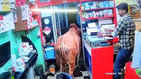 सांडों के दंगल में कांप उठा दुकानदार 