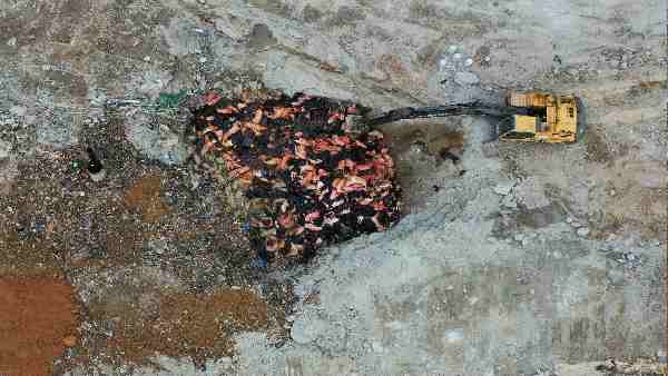 अफ्रीकी स्वाइन फीवर क्या है ?