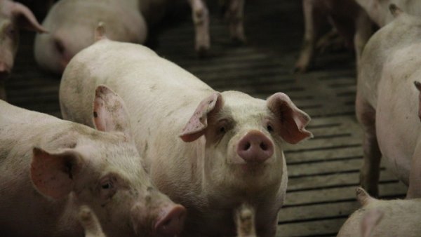 वायरस की हुई जांच वायरस की हुई जांच