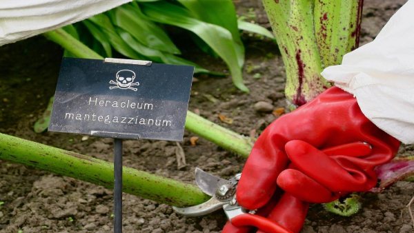 जहरीली गंध से लोग हो जाते हैं बेहोश