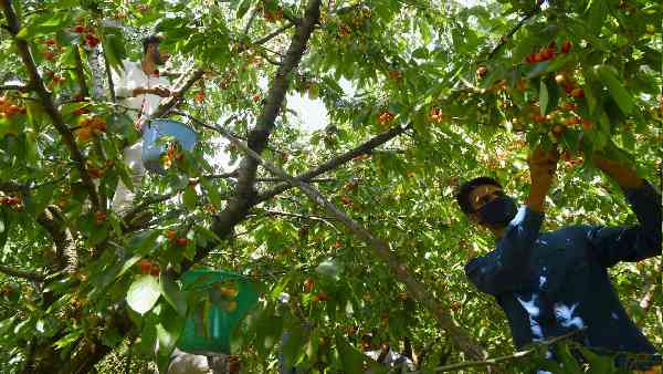 प्रधानमंत्री फसल बीमा योजना