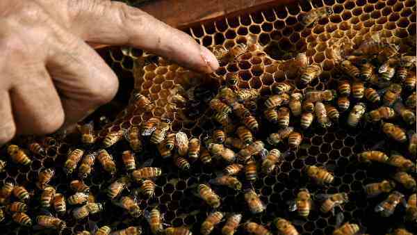 तिल के आकार के कीड़े से संक्रमण