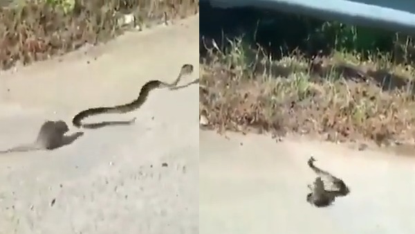 कोबरा को दूर तक खदेड़कर आती है चुहिया
