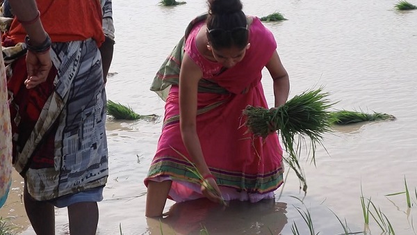 रतन ने बताया क्यों कर रही हैं खेती