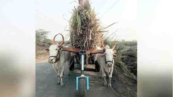 बैल की मदद के लिए लगा दिया इनोवेटिव रोलिंग सिस्टम