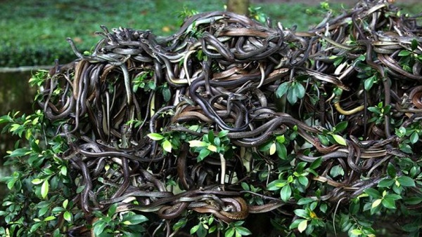 किंग कोबरा ना हो,तो हर तरह केवल सांप ही नजर आएंगे 