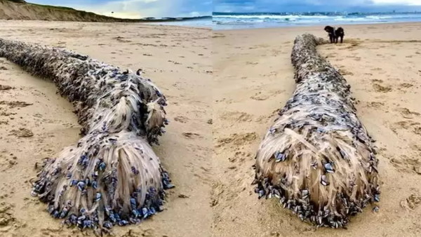 वैज्ञानिक भी जीव को देखकर हैं परेशान