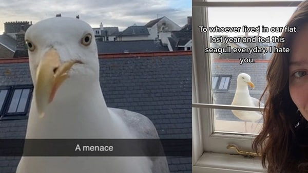 'अंदाजा नहीं था कि फ्लैट में एक रूममेट और भी है'