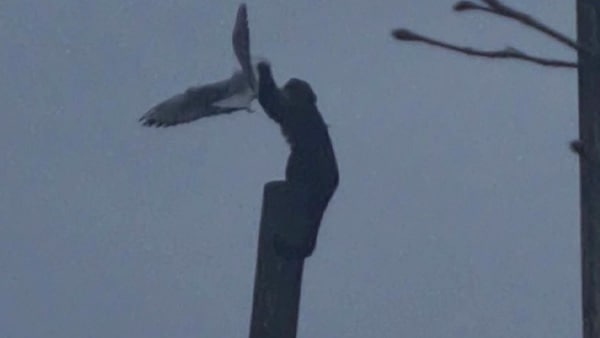 'वो आना बंद नहीं करेगा'