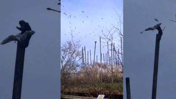 'उसे खाना नहीं, कुछ और चाहिए'