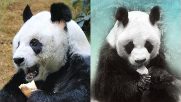 इच्छामृत्यु दी गई एन एन को