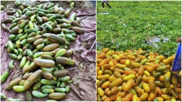 खीरे की अलग-अलग किस्में