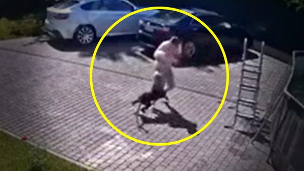 2 साल की मासूम पर झपटा खूंखार बंदर