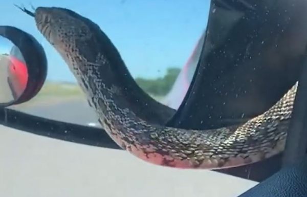 विंडशील्ड पर अचानक दिखा सांप