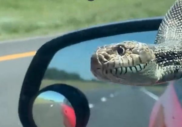 ड्राइवर साइड वाली मिरर से लटकता सांप