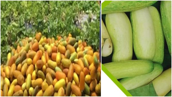 गर्मी में फसल की सुरक्षा