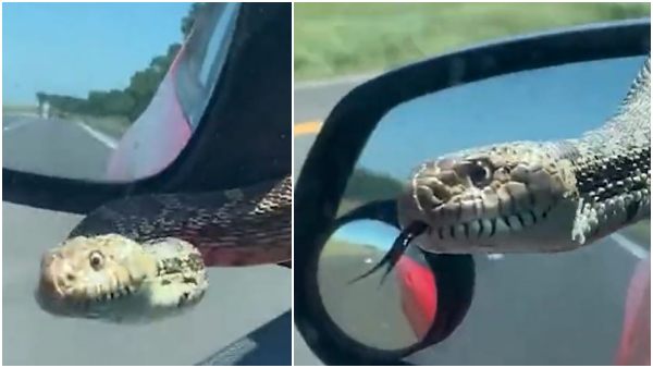 सांप की बुलस्नेक प्रजाति