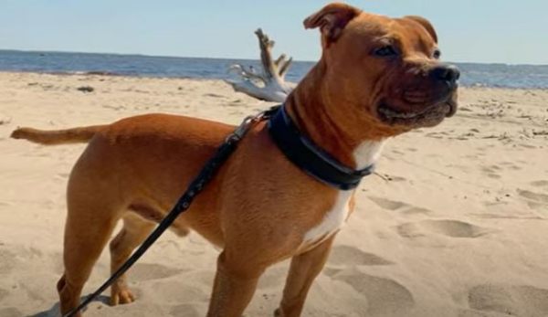 Pitbull ब्रीड का कुत्ता 41 देशों में बैन 