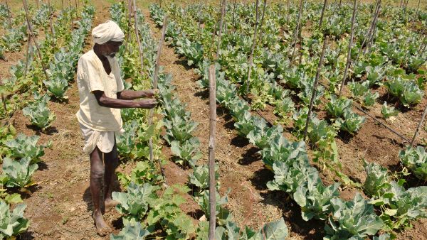 खीरा-ककड़ी की खेती कैसी मिट्टी पर करें ?