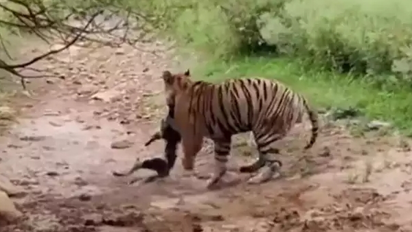खतरनाक बाघिन को भी मात दे चुका है ये टाइगर