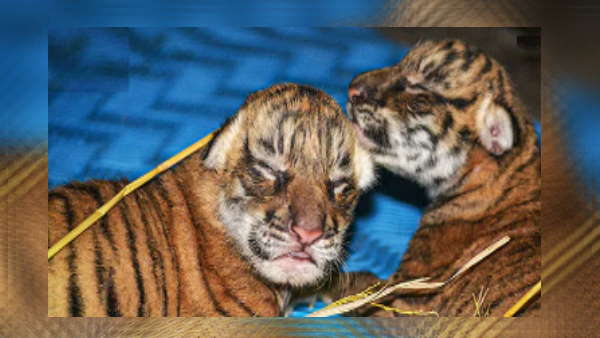 छत्तीसगढ़ बढ़े टाइगर छत्तीसगढ़ बढ़े टाइगर