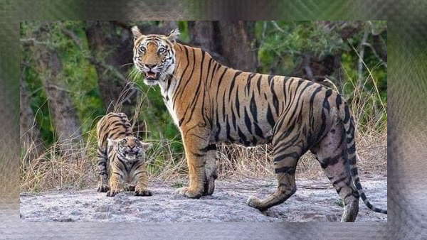टाइगर में भी होती है ममता,लेकिन मामला दुर्लभ टाइगर में भी होती है ममता,लेकिन मामला दुर्लभ