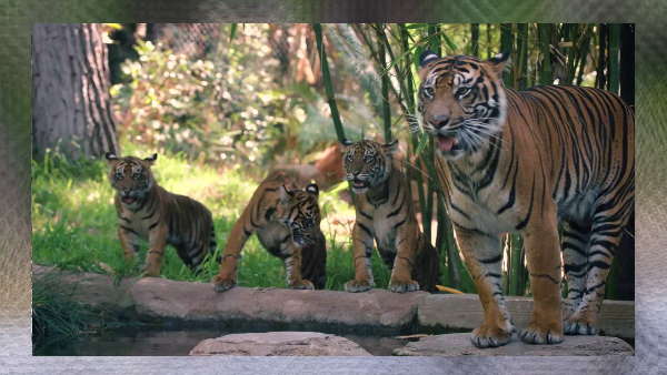 बहन की हुई मौत,तो मौसी बनी मां बहन की हुई मौत,तो मौसी बनी मां