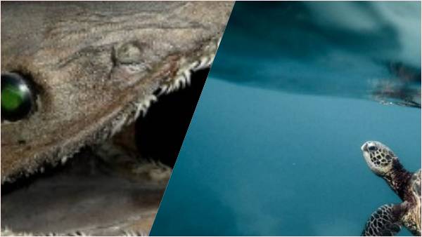 यह खोज काफ महत्वपूर्ण है