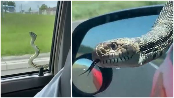 सबसे लम्बा कोबरा था 23 फ़ीट का 