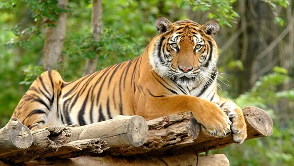 बाघ सिर्फ मांस खाते हैं