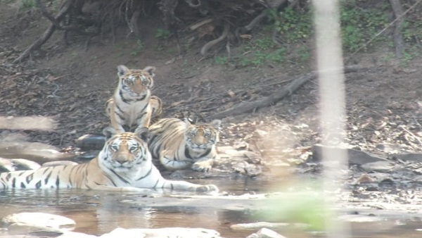 चार साल में तीसरी पीढ़ी सह‍ित 10 हुआ कुनबा