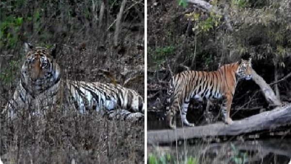 टाइगर र‍िजर्व के बफर जोन में 81 गांव आएंगे