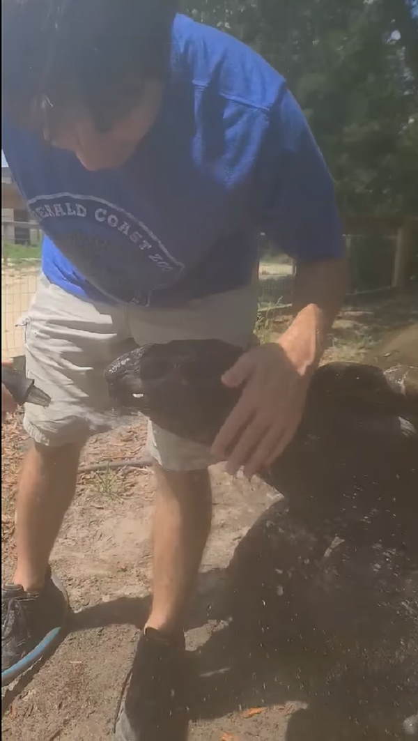 अमेरिका में मिलते हैं ऐसे कछुए