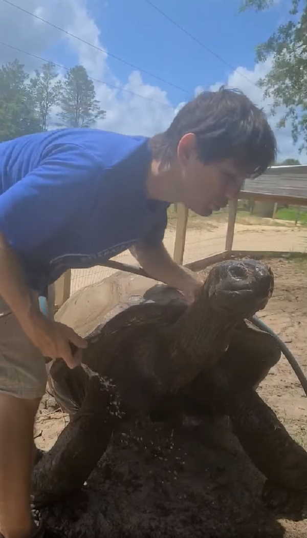 इतना बड़ा कछुआ आपने नहीं देखा होगा