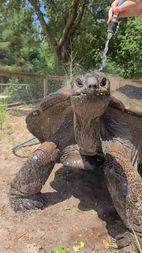 चिलचिलाती गर्मी में पानी से चिल कछुआ!