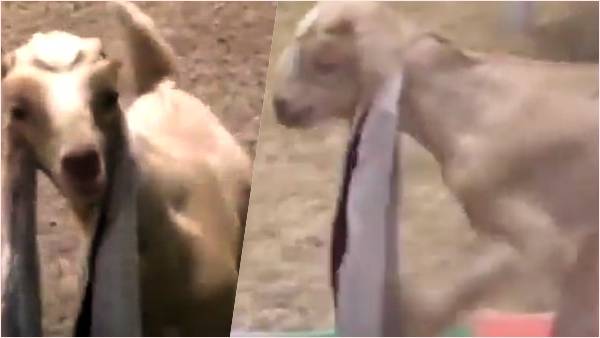 अपने लंबे कान को लेकर दुनिया में मशहूर हुई बकरी अपने लंबे कान को लेकर दुनिया में मशहूर हुई बकरी