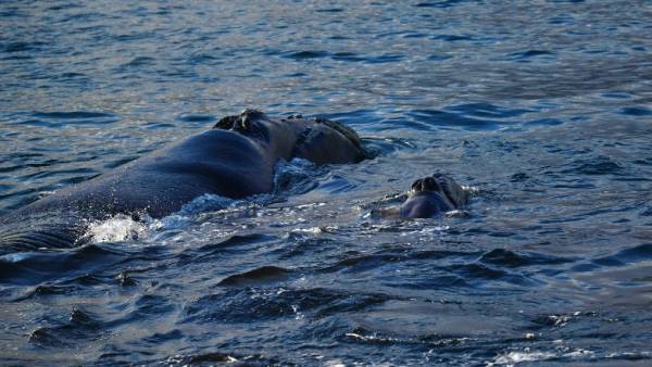 मेगाप्रिडेटर था थैलासोटिटन