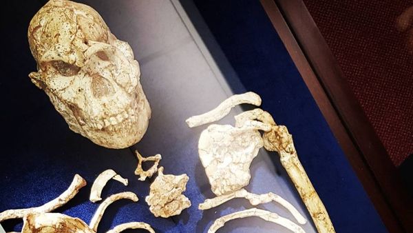 आस्ट्रेलोपिथेकस क्या है?